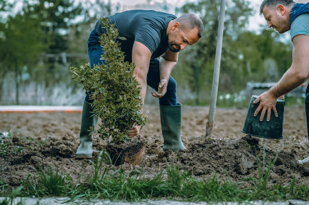 How Our Tree Care Process Works  in  Macopin, NJ